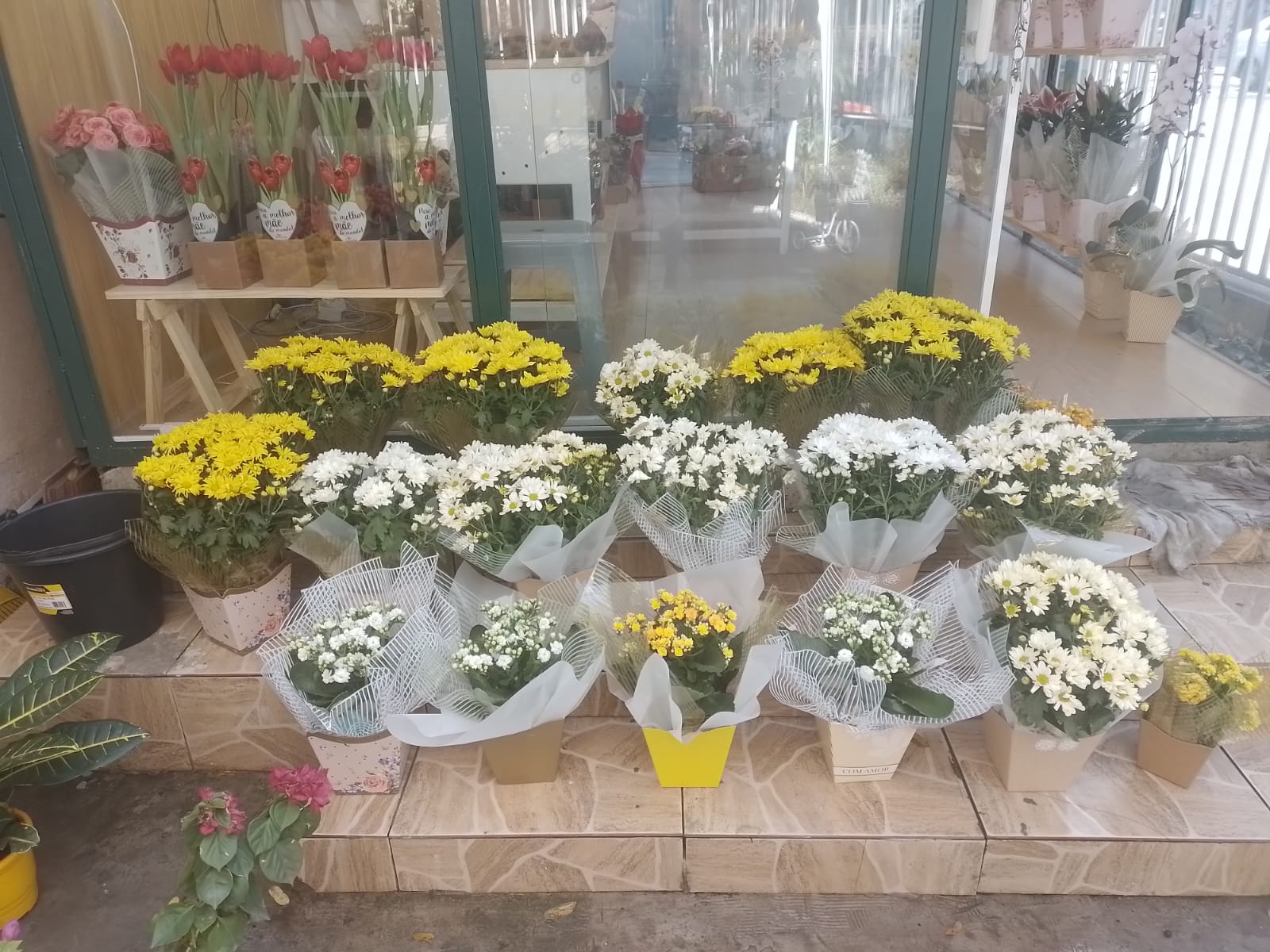 Margaridas e Crisântemos