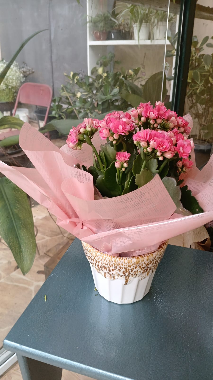 Kalanchoe Rosa
