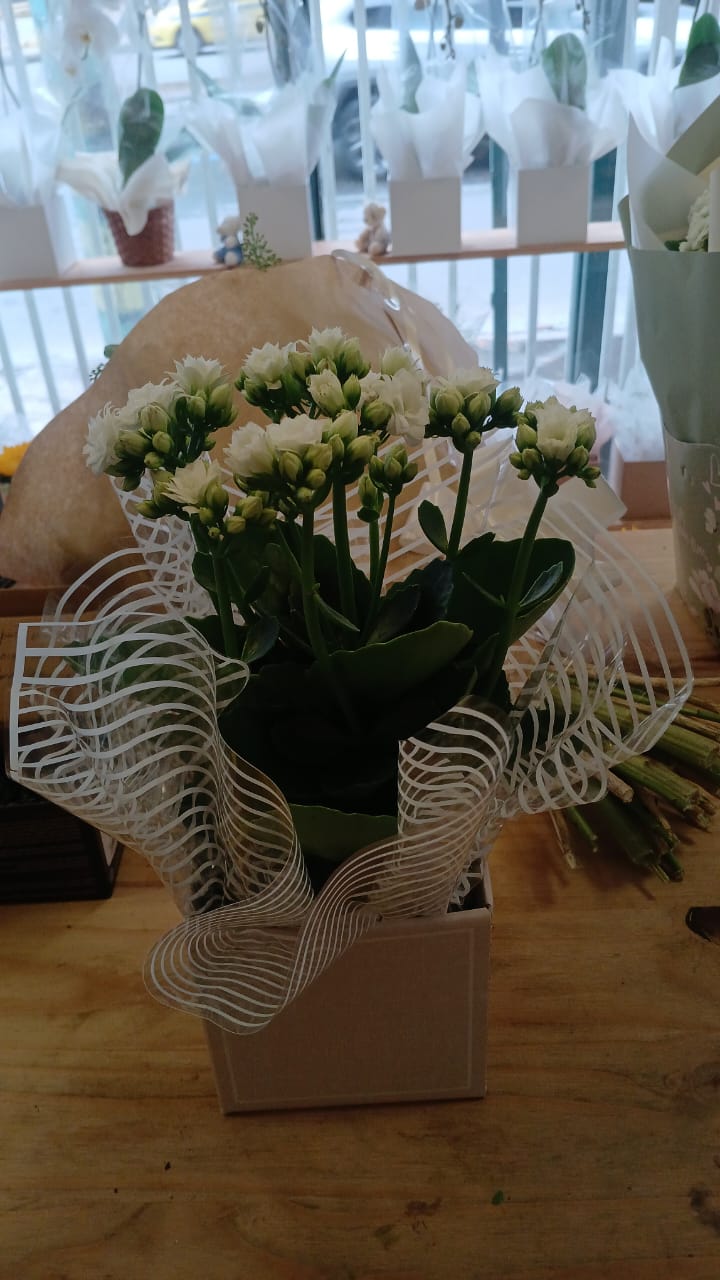 Kalanchoe Branca