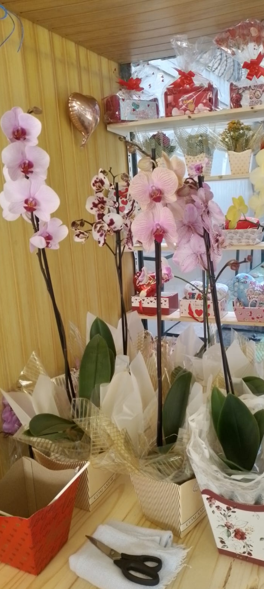Orquídeas Variadas