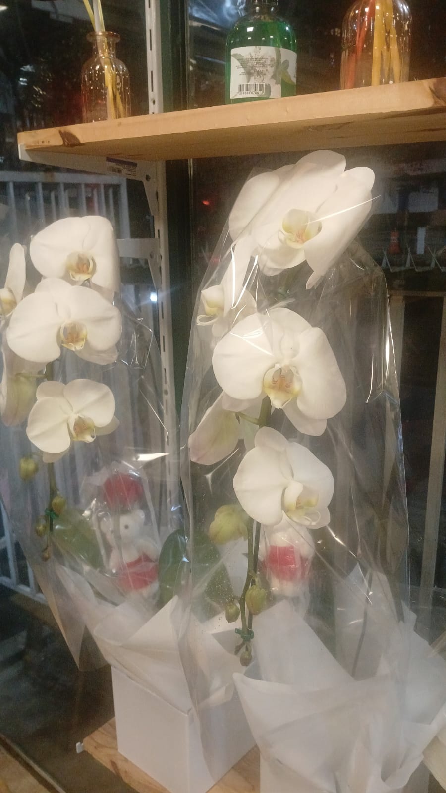Orquídeas Brancas