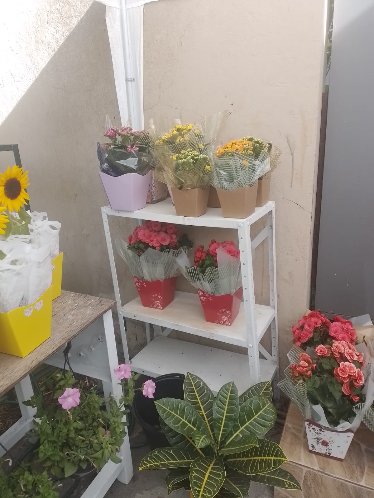 Plantas e Vasos